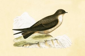 Crag Swallow, illustration från "A History of the Birds of Europe Not Observed in the British Isles" av Charles Robert Bree (1811-86), publicerad 1867 av English School