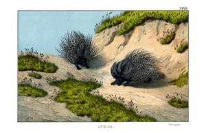 Crested Porcupine av English School