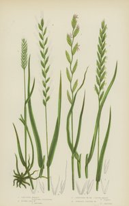 Crested Wheat, Rushy Sea Wheat, Creeping Wheat, eller Couch Grass, Fibröst rotat vete (färg litho) av English School