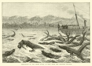 Krokodiler på Shire River, sett från Pioneer Steamer av English School