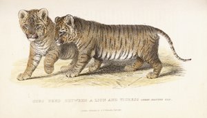 Ungar uppfödda mellan ett lejon och en tigress, tre månader gamla, 1827-1835 av English School