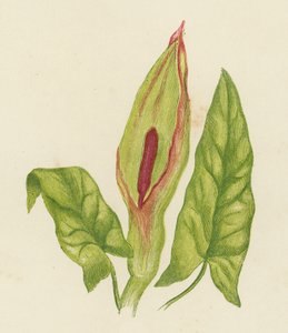 Gökblomster, Arum Maculatum (färglitografi) av English School