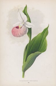 Cypripedium Spectabile (färg litho) av English School