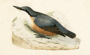 Dalmatisk nötväcka, illustration från "A History of the Birds of Europe Not Observed in the British Isles" av Charles Robert Bree (1811-86), publicerad 1867