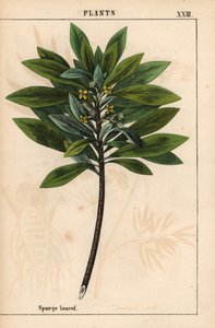 Daphne laureola eller Spurge-laurel   , från "The Instructive Picturebook, or Lessons from the Vegetable World," [Charlotte Mary Yonge], Edinburgh av English School