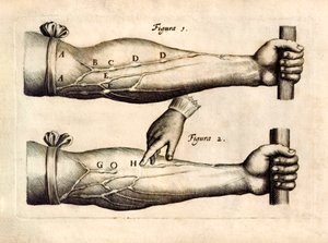 De Motu Cordi, uppsättning Sanguinis i Animalibus