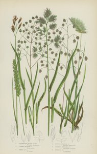 Sjunkande hedgräs, vanligt kvickgräs, litet kvickgräs, grovt hanfotsgräs (färg litho) av English School