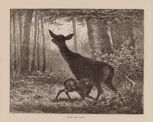 Hjort och rådjur (gravyr) av English School