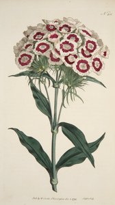 Dianthus Barbatus Skäggrosa, pub. 1792 handfärgad gravyr. av English School