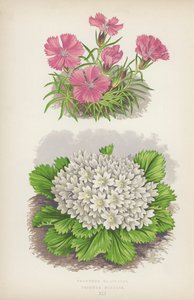 Dianthus Glacialis; Primula Nivalis (färglitografi) av English School