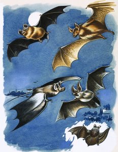 Verschiedene Fledermausarten