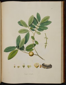 Diospyros melanoxylon, från 