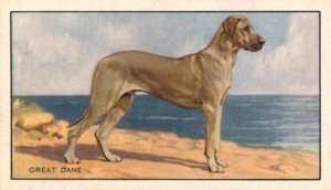 Hundar: Grand Danois (färglitografi) av English School