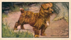 Hundar: Norwich Terrier (färglitografi) av English School