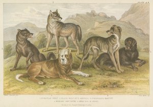 Hundar och vargar (färgad gravyr) av English School