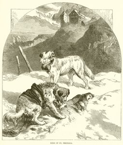 Hunde des Heiligen Bernhard