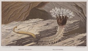 Prickig siponkel, sjögurka (färg litho) av English School