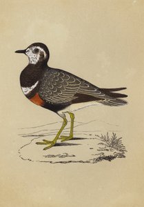 Dotterel (färg litho) av English School