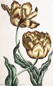 Dubbel banderoll, 1759 av English School