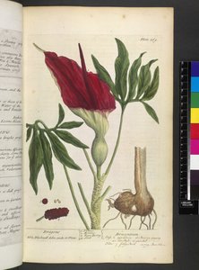 Dracontium, från "A Curious Herbal..." av Elizabeth Blackwell av English School