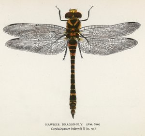 Libellen: Großlibelle