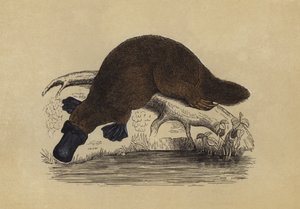 Anknäbbsdjuret Platypus (färglitografi) av English School