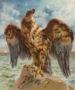 Eagle (färglitografi) av English School