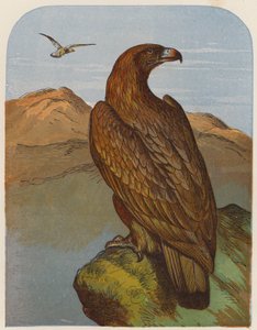 Eagle (färglitografi) av English School