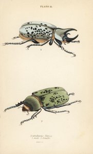 Östra Hercules skalbagge, Dynastes tityus, hane 1, hona 2 av English School