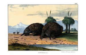 echidna av English School