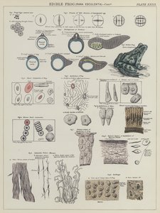 Ätlig groda, Rana Esculenta (färg litho) av English School
