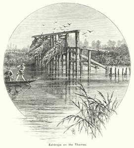 Aalfallen auf der Themse (Gravur) von English School