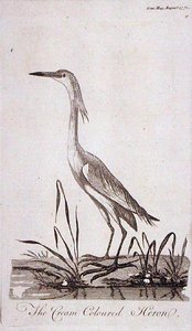 Egret, från 