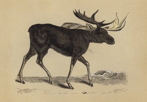 Älg (färglitografi) av English School