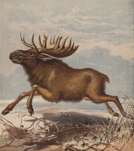 Älg eller älghjort (färglitografi) av English School