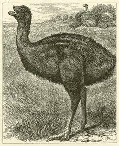 Emeu (gravyr) av English School