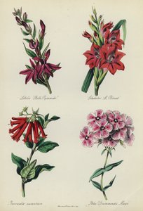 Engelsk blomsterträdgård: Lobelia "Belle Pyramide", Gladiolus "M Blouet", Bouvardia aurantiaca, Phlox Drummondii Mayii av English School