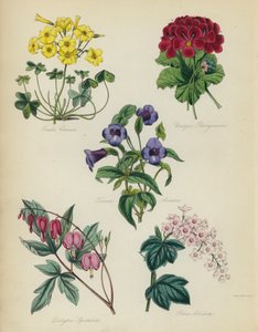 Engelsk blomsterträdgård: Oxalis Cernut, Unique Pelargonium, Torenia Asiatica, Dielytra Spectabilis, Ribes Albidum av English School