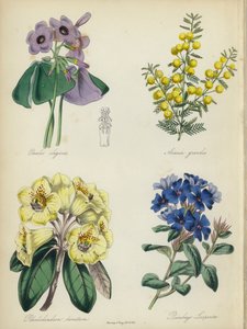 Engelsk blomsterträdgård: Oxalis elegans, Acacia grandis, Rhododendron lanatum, Plumbago Larpentae (färglitografi) av English School