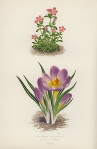 Erythraea Aggregata; Crocus Sieberi (färglitografi) av English School