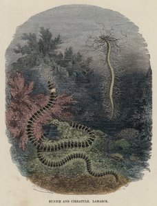 Eunice och Cirratule, Lamarck (färgad gravyr) av English School