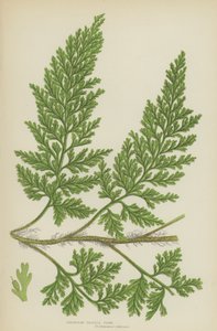 European Bristle Fern (färg litho) av English School