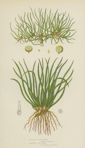 European Quillwort, Creeping Pill-Wort (färg litho) av English School