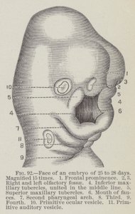 Ansikte av ett embryo på 25 till 28 dagar, förstorat 15 gånger (gravyr) av English School