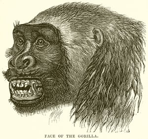 Gorillans ansikte av English School