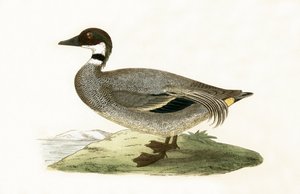 Falkerad kricka, illustration från "A History of the Birds of Europe Not Observed in the British Isles" av Charles Robert Bree (1811-86), publicerad 1867 av English School