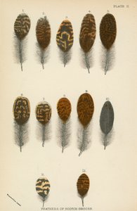 Fjädrar av Scotch Grouse av English School