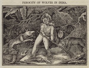 Wolves våld i Indien (gravyr) av English School