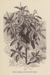 Ficus Elastica, Indien-Gummiträd (gravyr) av English School