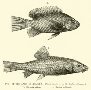 Fisk från Galileiska sjön av English School